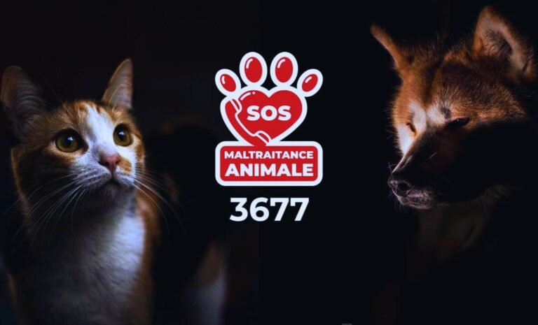 Le numéro 3677 : Une nouvelle arme contre la maltraitance animale en France