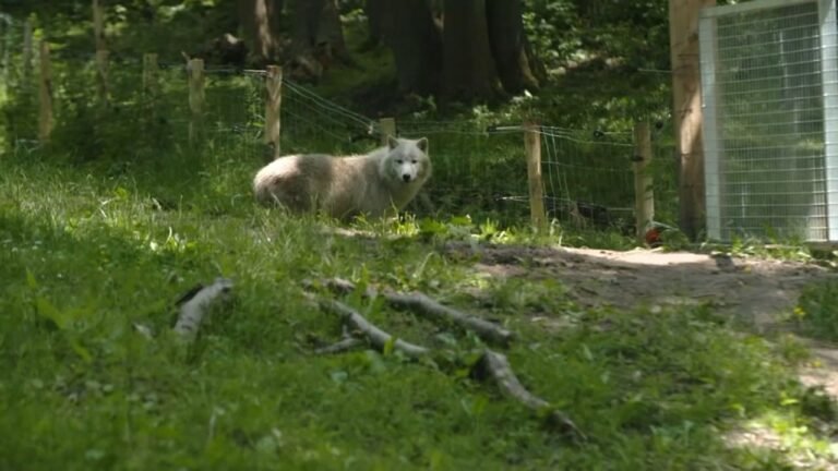 Attaque au zoo de Thoiry : Une femme grièvement blessée par des loups