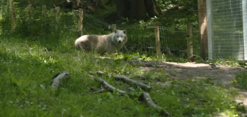 Un loup au zoo de Thoiry